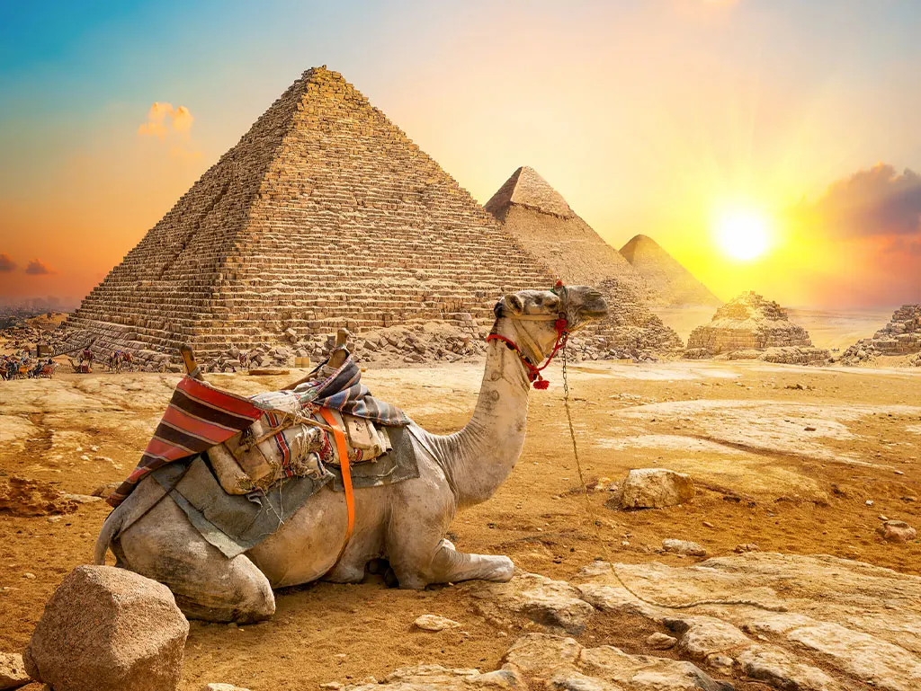 A camel by the Giza Pyramids at sunset, Egypt Budget Tour: 9 Days Cairo, Aswan & Luxor