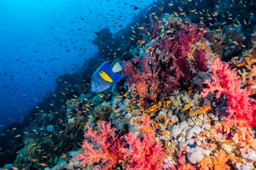 Barriera Corallina del Mar Rosso | Reef Mar Rosso
