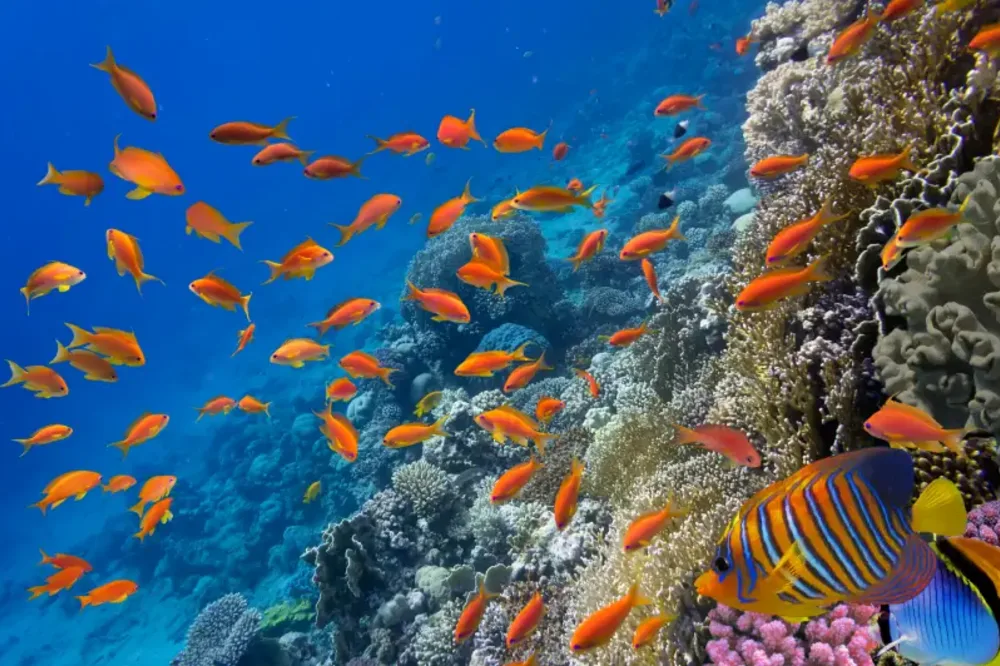 Barriera Corallina del Mar Rosso | Reef Mar Rosso