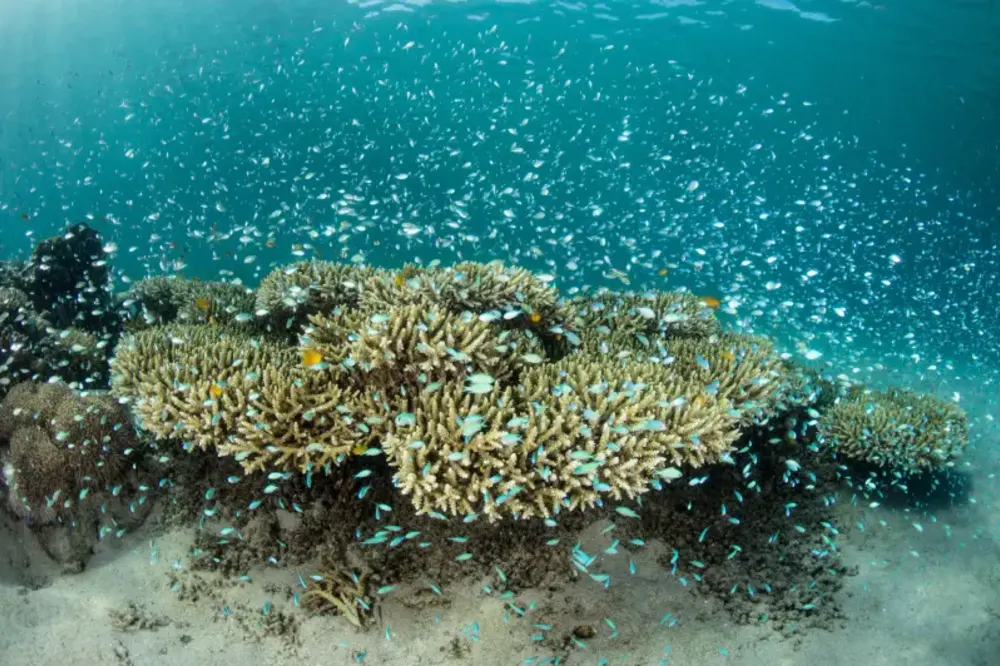 Barriera Corallina del Mar Rosso | Reef Mar Rosso