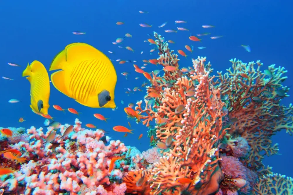 Barriera Corallina del Mar Rosso | Reef Mar Rosso