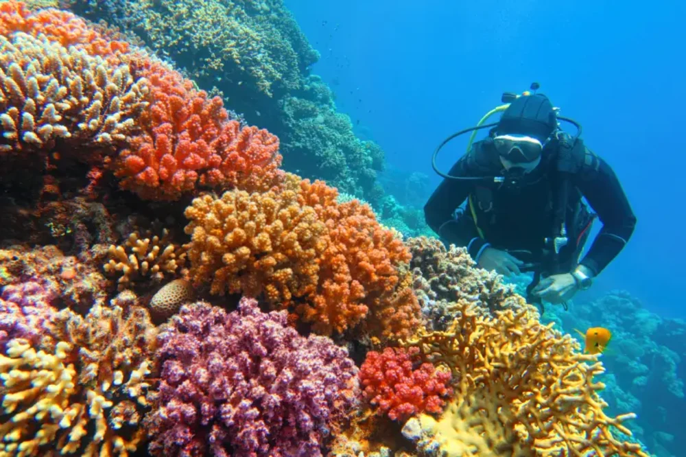 Barriera Corallina del Mar Rosso | Reef Mar Rosso