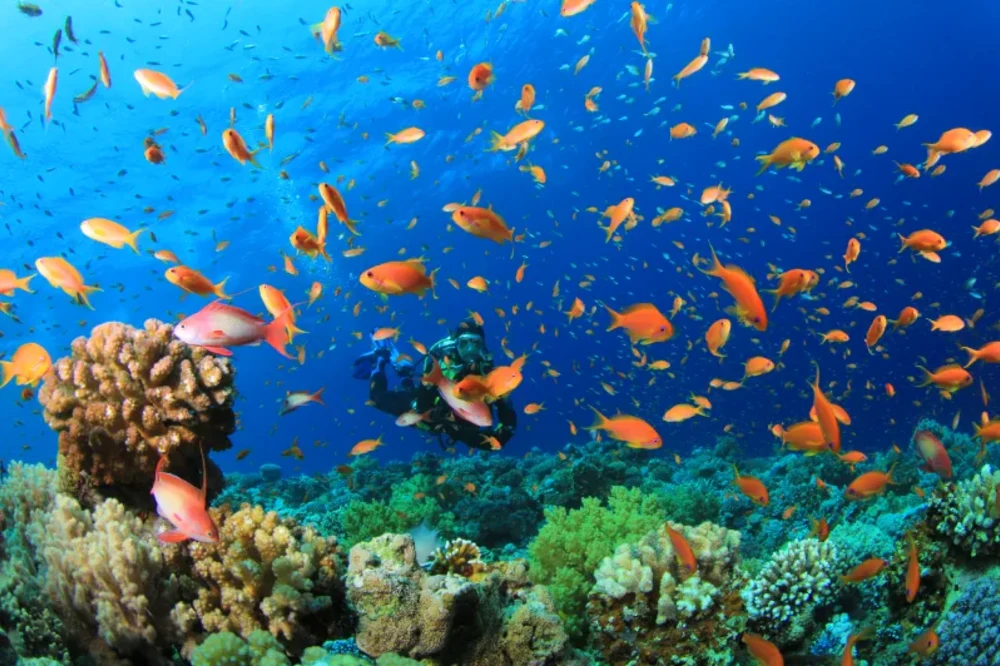 Barriera Corallina in Egitto