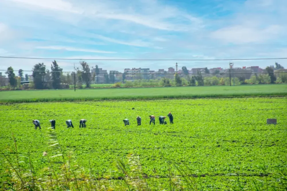 Delta del Nilo | Il Delta del Nilo | Tour Egitto
