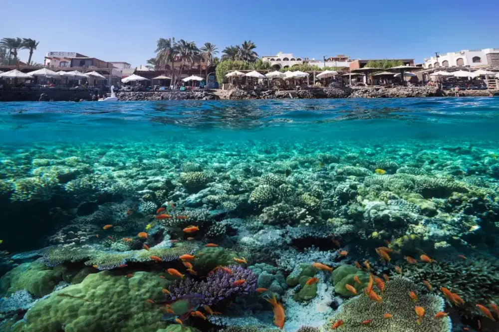 Il Mar Rosso | Mar Rosso Sinai | Tour Egitto