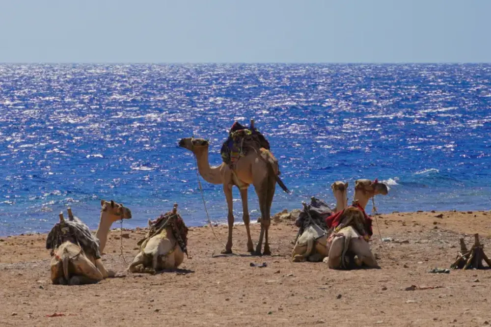 Abu Galum