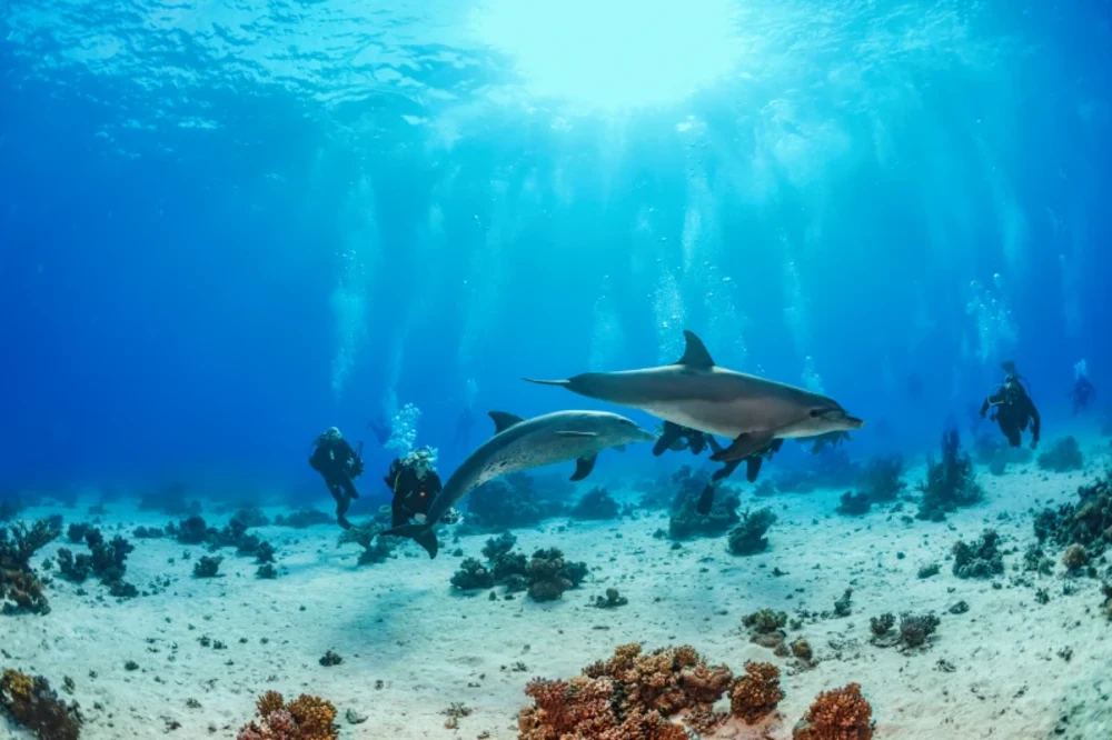 marsa alam baia dei delfini