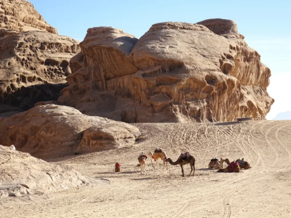 Cammelli tra le rocce del Wadi Rum, Giordania