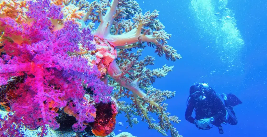 cose da evitare a sharm el shiekh, una donna da snorkling