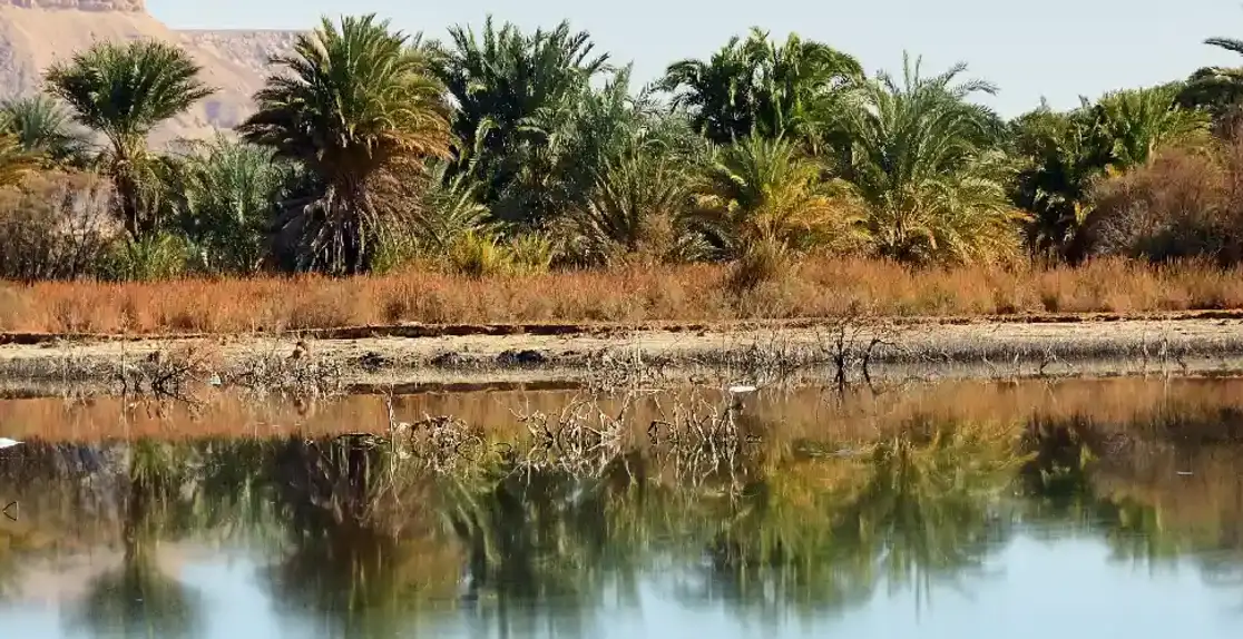 la natura dell’oasi, oasi dakhla