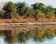la natura dell’oasi, oasi dakhla