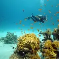 un uomo fa immersione al mar rosso, Egitto viaggi