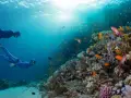 buceadores explorando un arrecife de coral lleno de peces de colores en el Mar Rojo