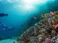 buceo en el mar rojo