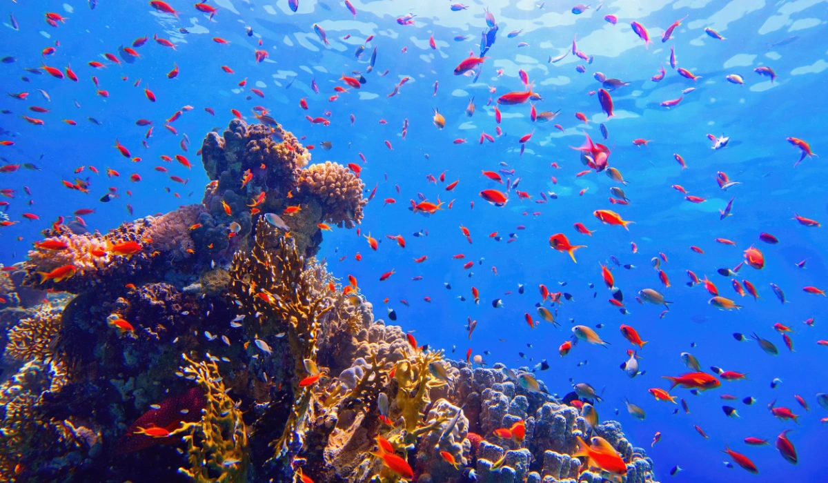 Beautiful tropical coral reef with shoal of coral fish, Best Snorkeling Sites in Red Sea