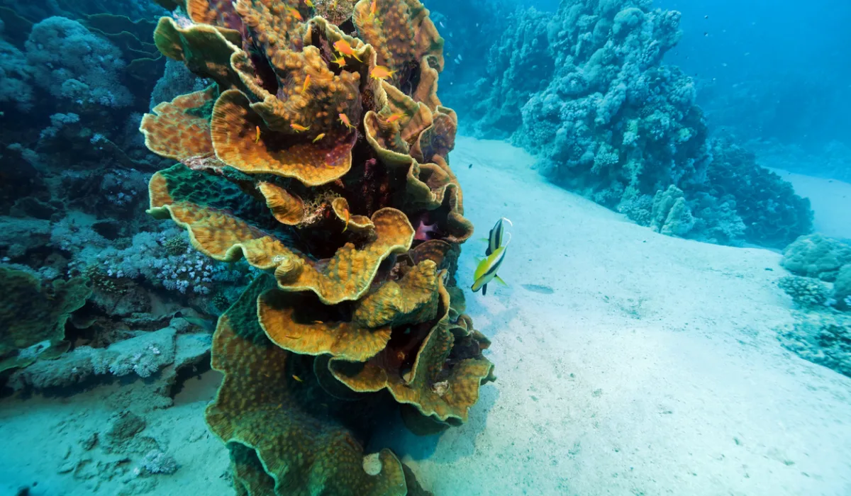 Leafy cup coral in Red Sea, Best Snorkeling Sites in Red Sea