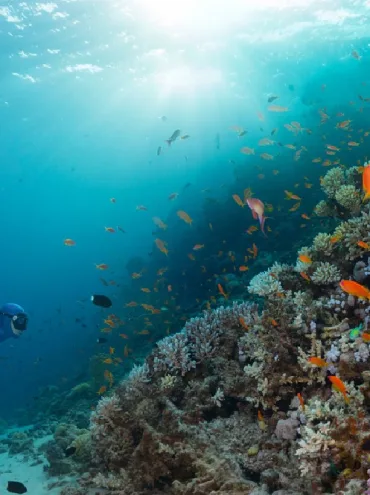 buceo en el mar rojo