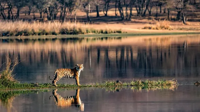  Ranthambore