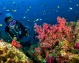Sub che nuota tra pescin e barriera corallina