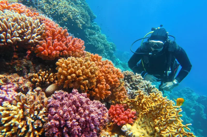 Sub che osserva la colorata barriera corallina di Sharm El Sheikh