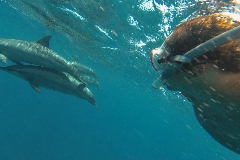 Sub che osserva la barriera corallina del Mar Rosso durante il tour