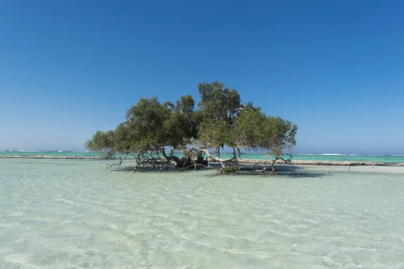 Sharm El Luli Snorkeling