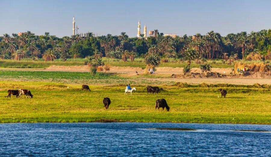 Fauna y animales en Egipto
