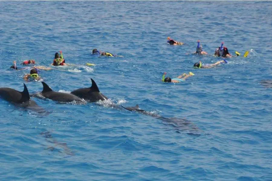 Snorkeling Dolphin House Marsa Alam