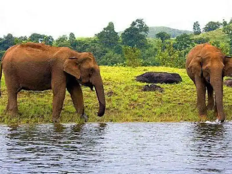 Elefanti che camminano per la natura indiana, tra le cose da fare in India