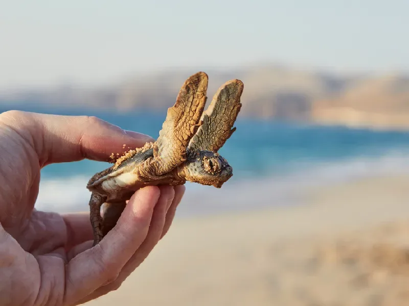 Oman mare 