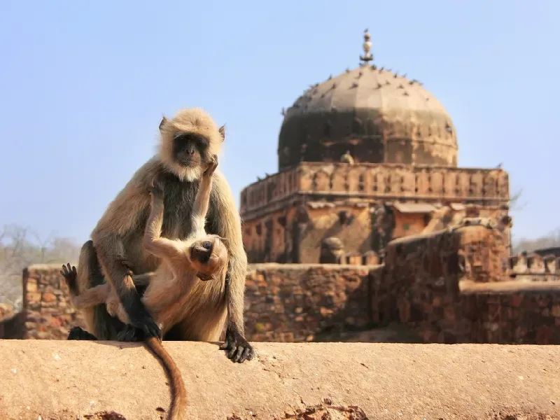due scimmie immortalate durante il viaggio in India