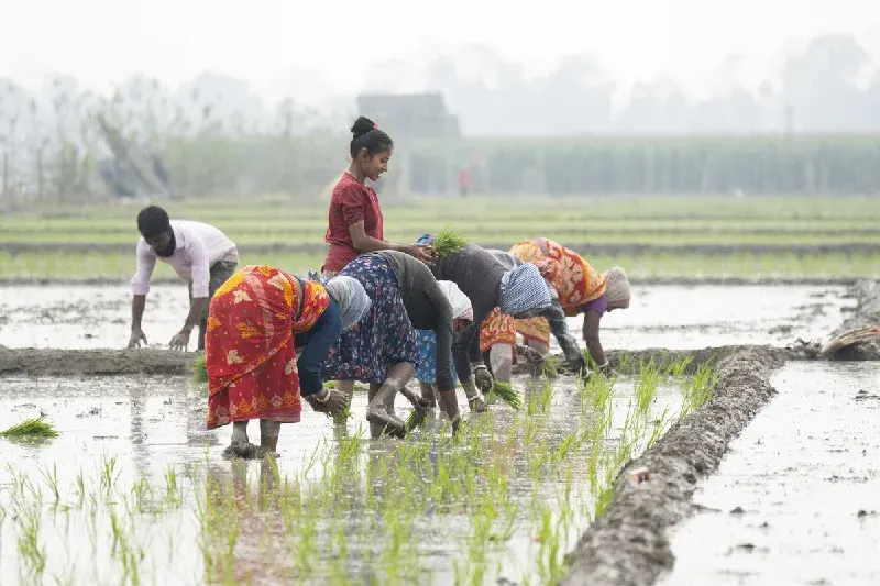 l'agricultura in india , clima in india