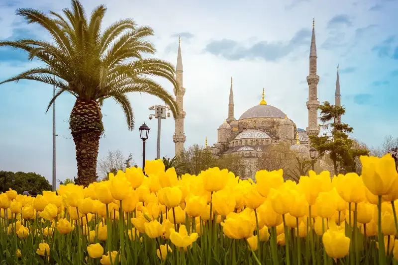 i tulip vicino la moschea blu Turchia , quando andare in turchia