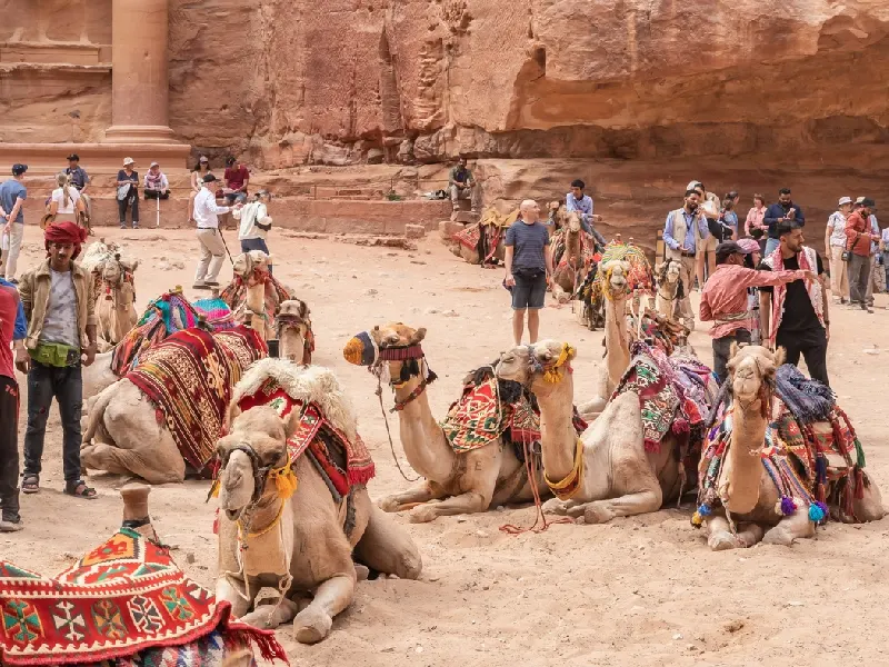 Cammelli bardati davanti al Tesoro di Petra