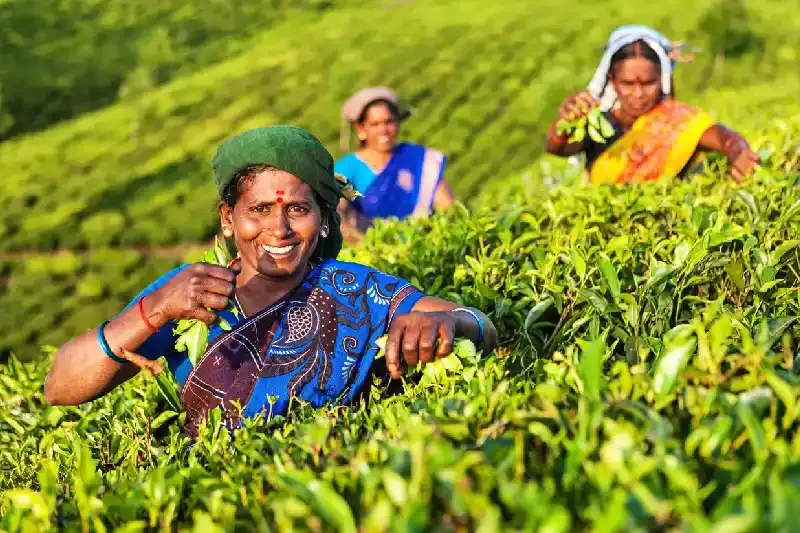 Munnar india , kerala cosa vedere