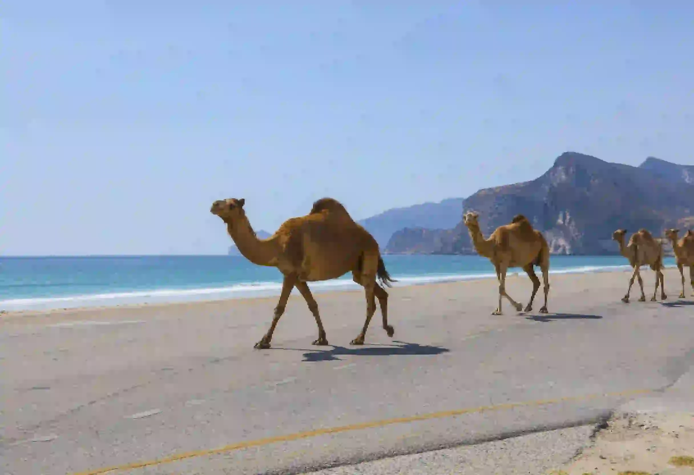 i cammelli su una spiaggia in oman , 10 cose da vedere in oman