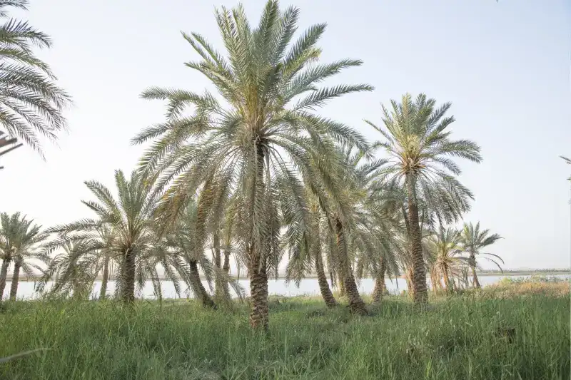 Oasi di Siwa