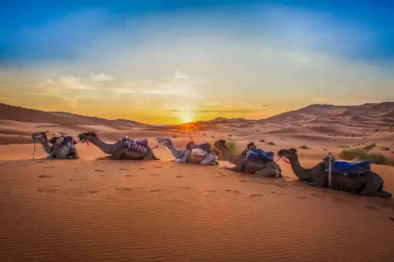 Tramonto sulle dune e sui cammelli del deserto di Merzouga, deserto di Merzouga