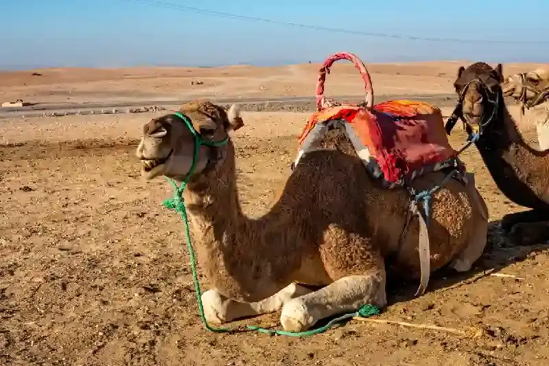 Cammello nel deserto di Agafay, Marrakech deserto agafay
