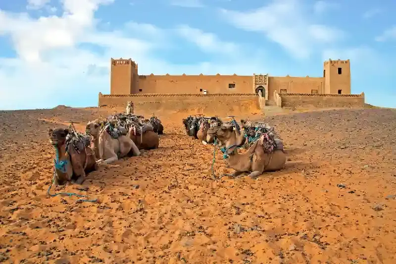 Cammelli nel deserto del Sahara, skoura marocco