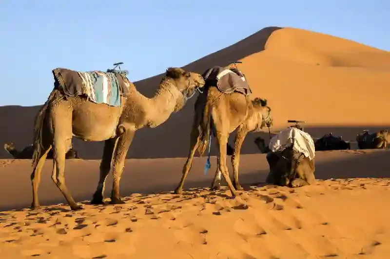 Dromaders sulle dune di sabbia al tramonto in Marocco, skoura marocco