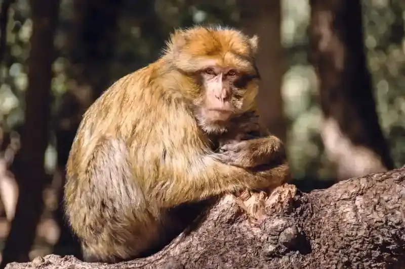 Ritratto di scimmia macaco barbaresco su un troncone, Ifrane, Marocco, ifrane marocco neve