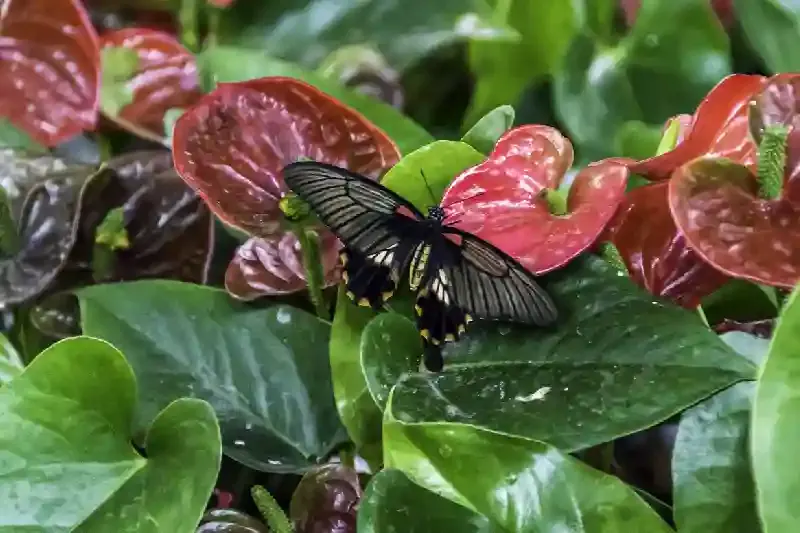 Farfalla, giardino delle farfalle dubai