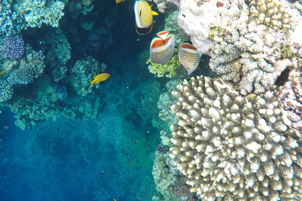 Espectaculares formaciones coralinas en el Blue Hole, sitio icónico de buceo profundo