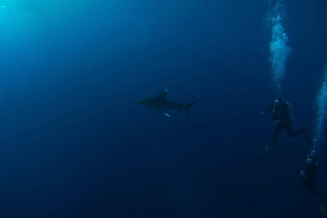 Encuentro submarino con un tiburón en las aguas claras de Lighthouse Reef, Egipto