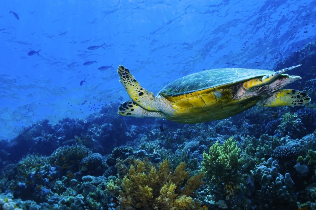 Una tortuga  nada entre corales brillantes, mostrando la riqueza del ecosistema submarino del Mar Rojo