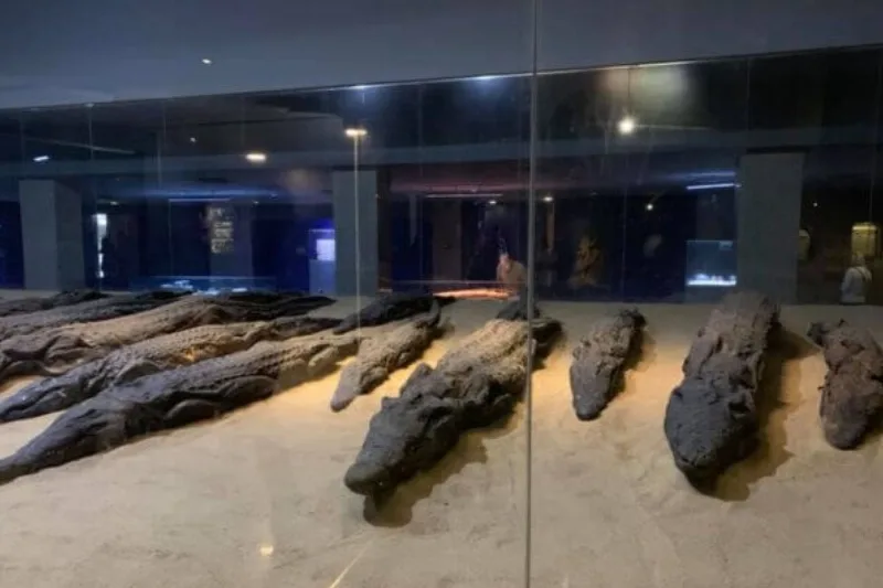 Coccodrilli mummificati visibili nel Museo dei Coccodrilli che si trova a Kom Ombo