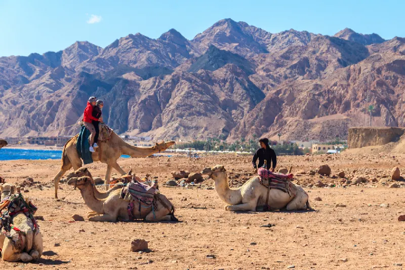 Grupo de turistas montando camellos en la orilla del Mar Rojo, en el Golfo de Áqaba. Dahab, Egipto.