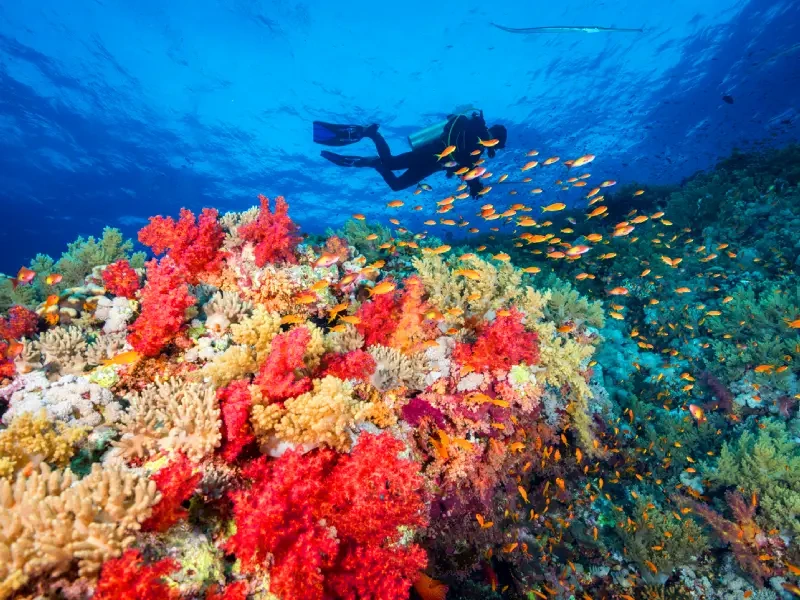 Fotografia della fantastica barriera corallina multicolore di Berenice e dei suoi meravigliosi pesci arancioni