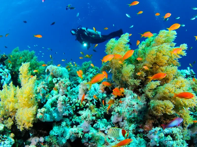 Barriera corallina e fauna marina di Berenice fotografata durante una sessione di snorkeling